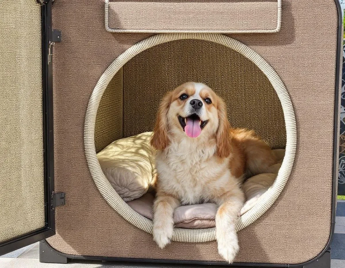 Choisir un panier pour chien confortable et facile d'entretien : les avantages des modèles déhoussables